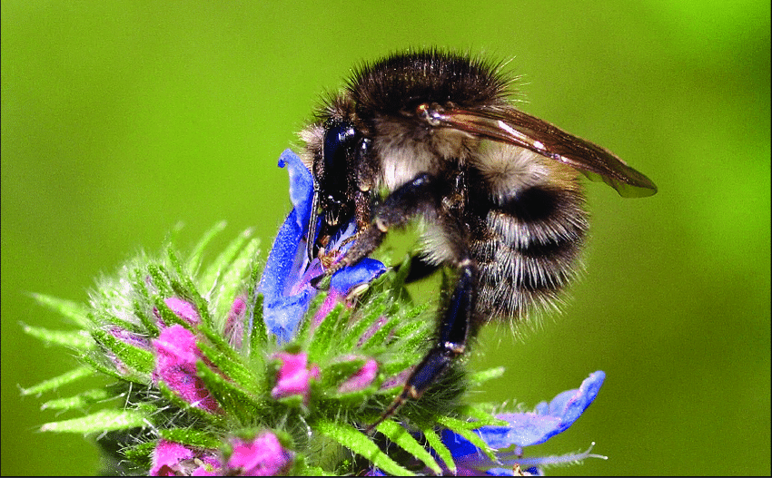 Agerhumle (Bombus pascuorum)