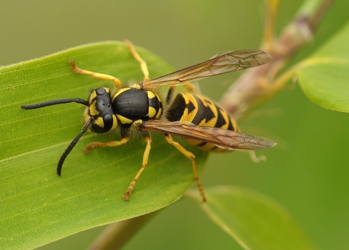 Almindelig hveps (Vespula sp.)