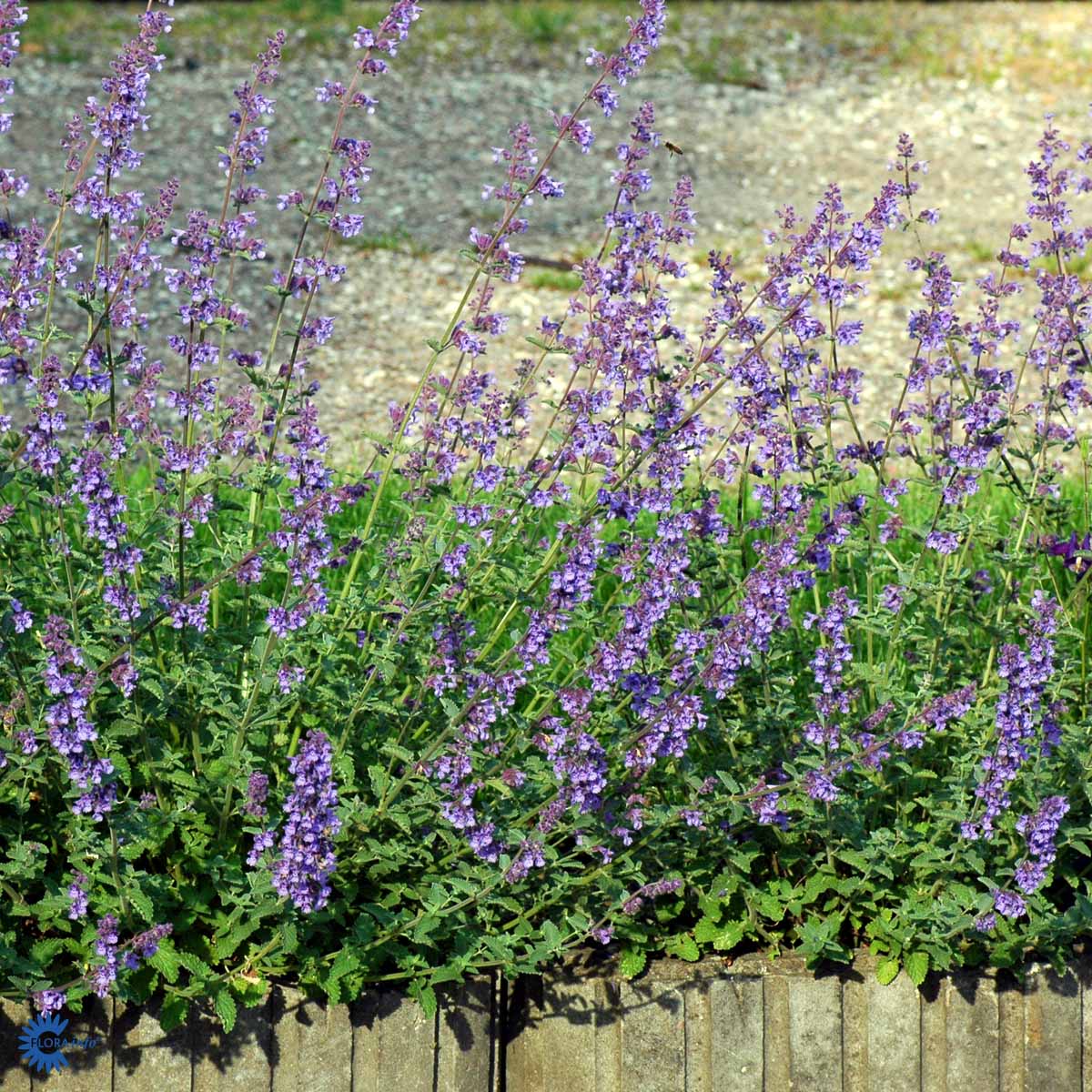 Katteurt (Nepeta cataria)