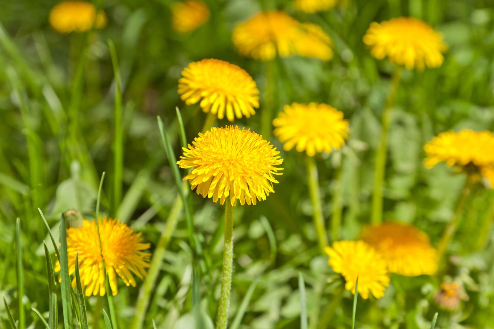 Løvetand (Taraxacum officinale)