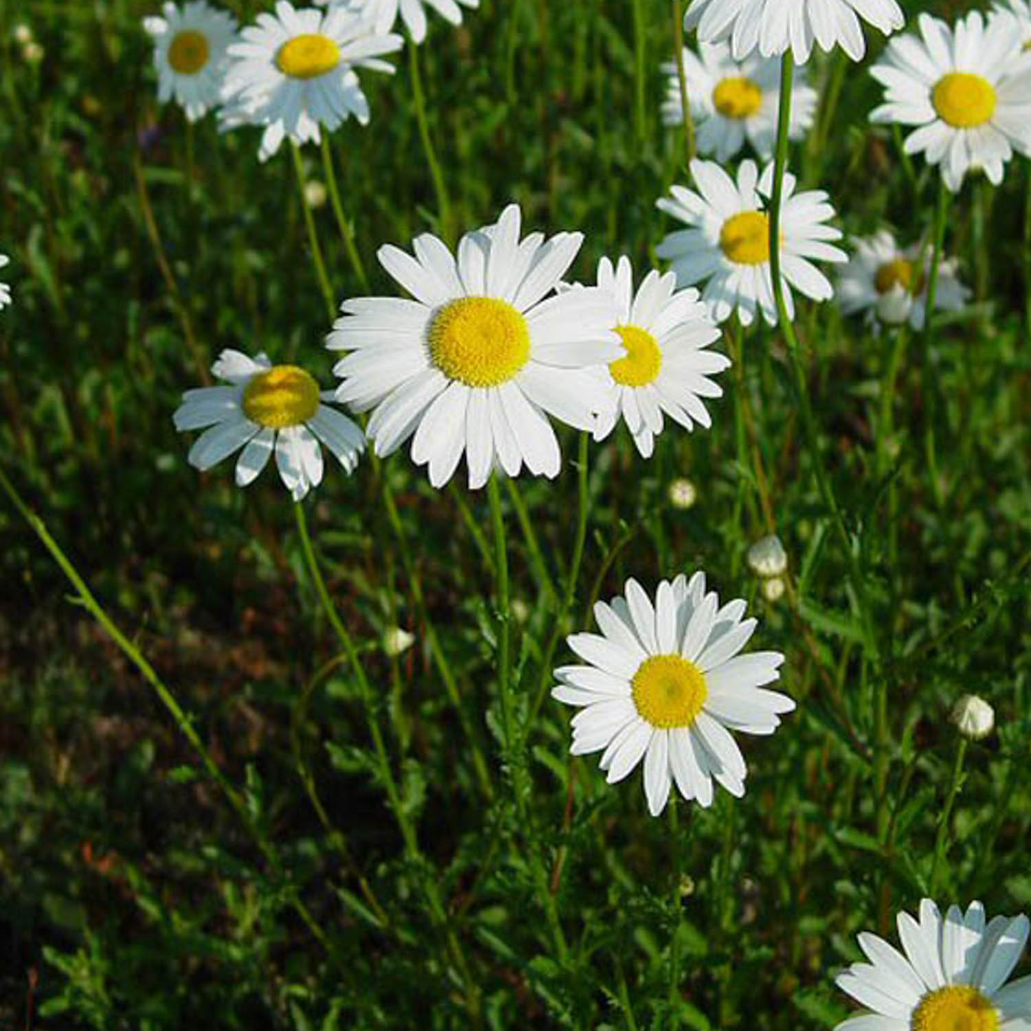 Marguerit (Leucanthemum vulgare)