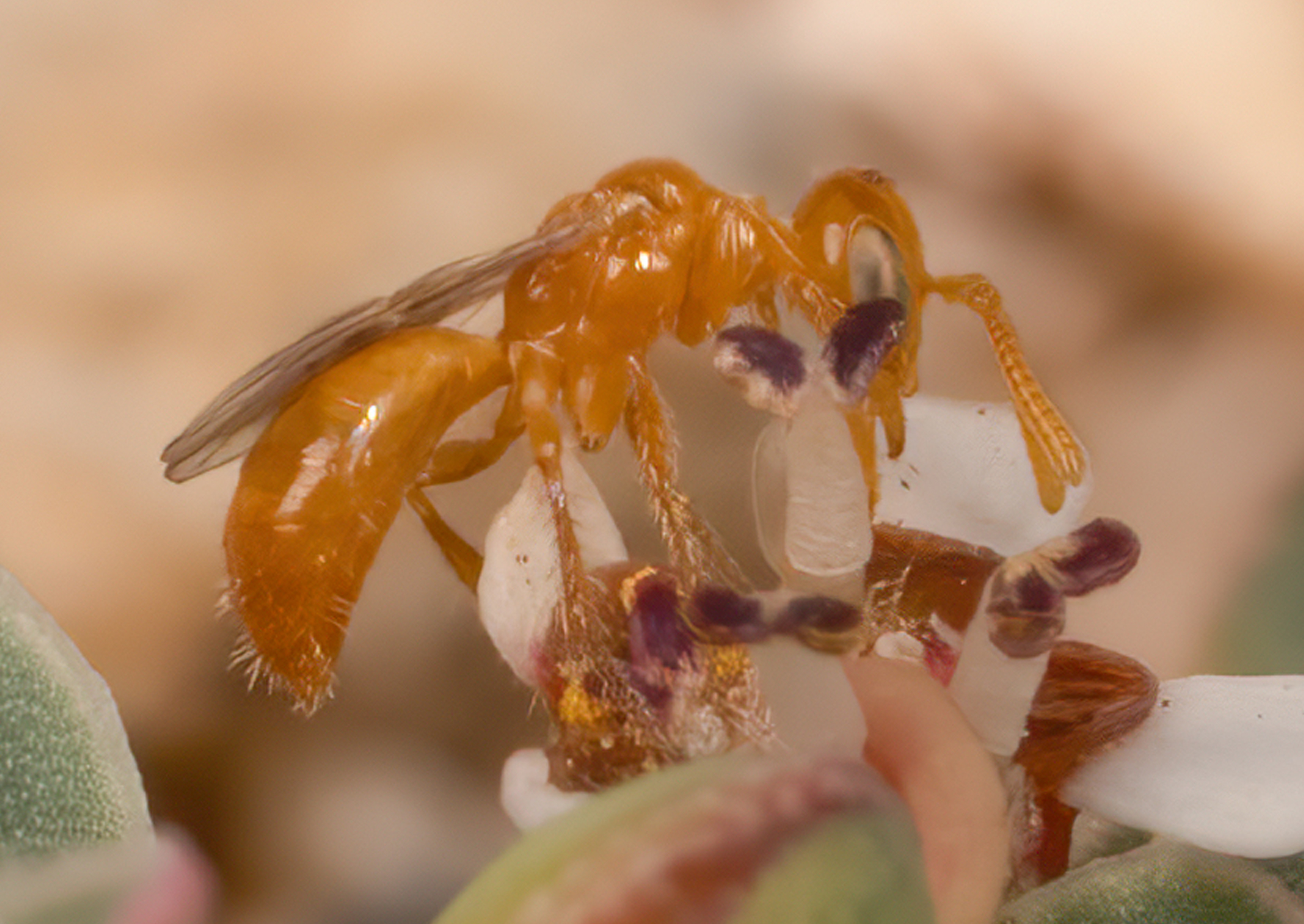 Perdita minima – verdens mindste bi