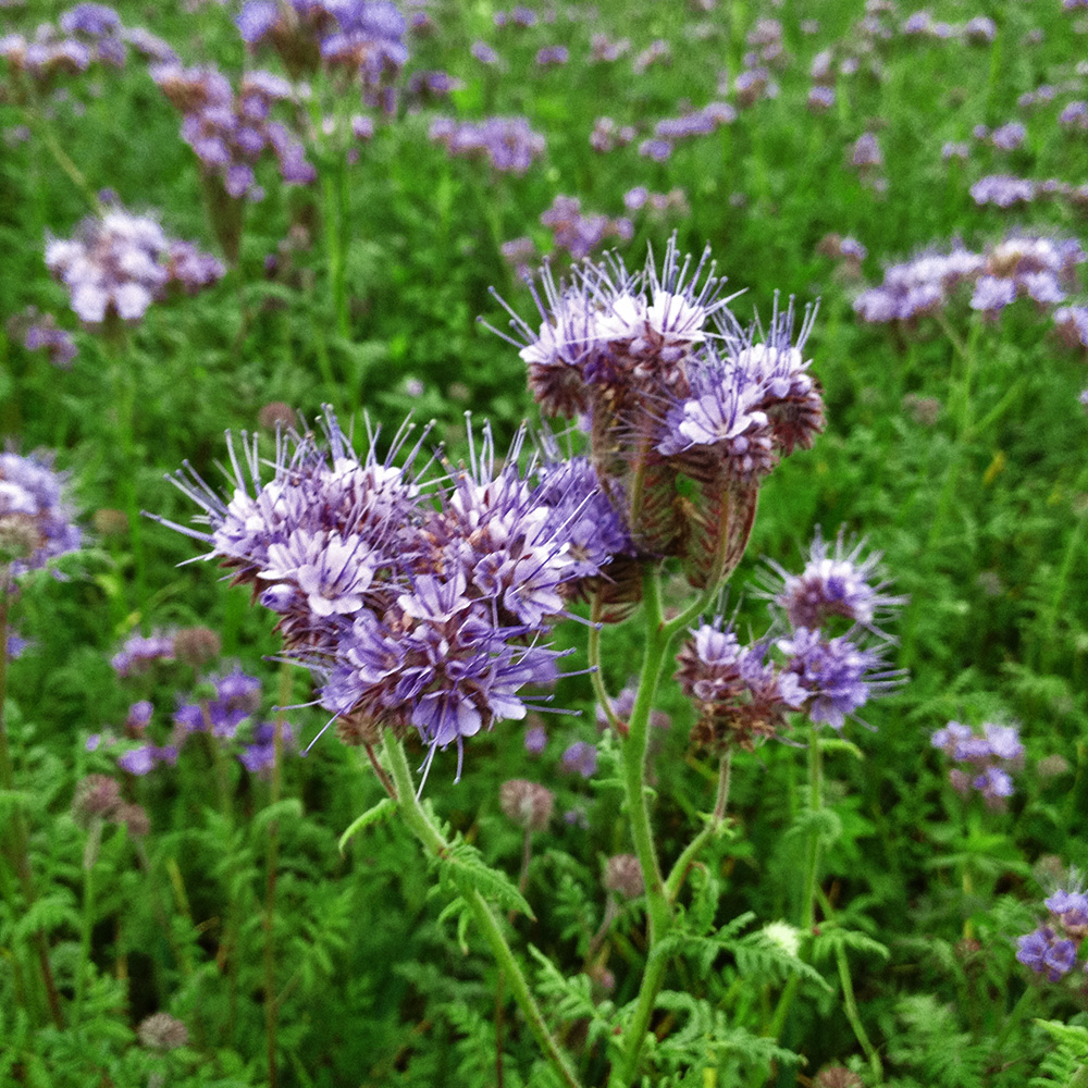 Phacelia (Phacelia tanacetifolia)