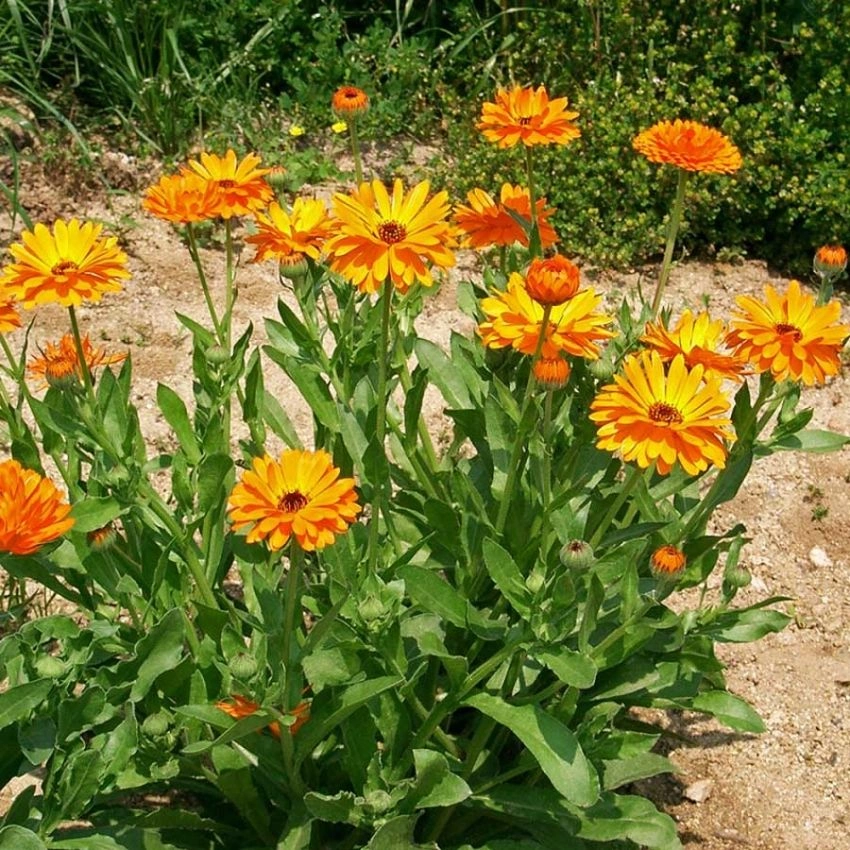 Ringblomst (Calendula officinalis)