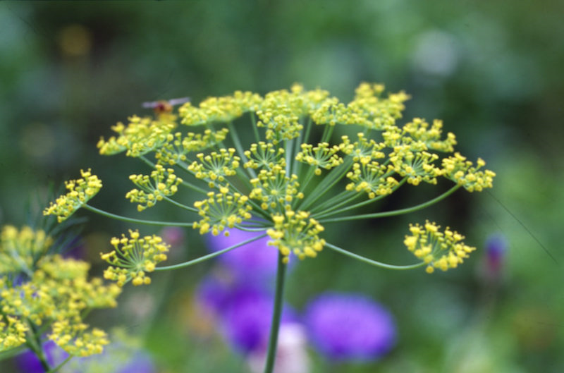 Skærmblomst (Apiaceae)