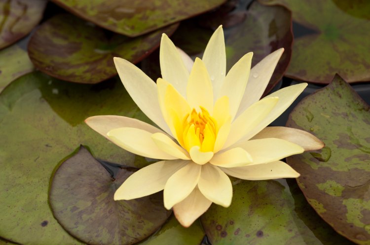 Vandlilje (Nymphaea)