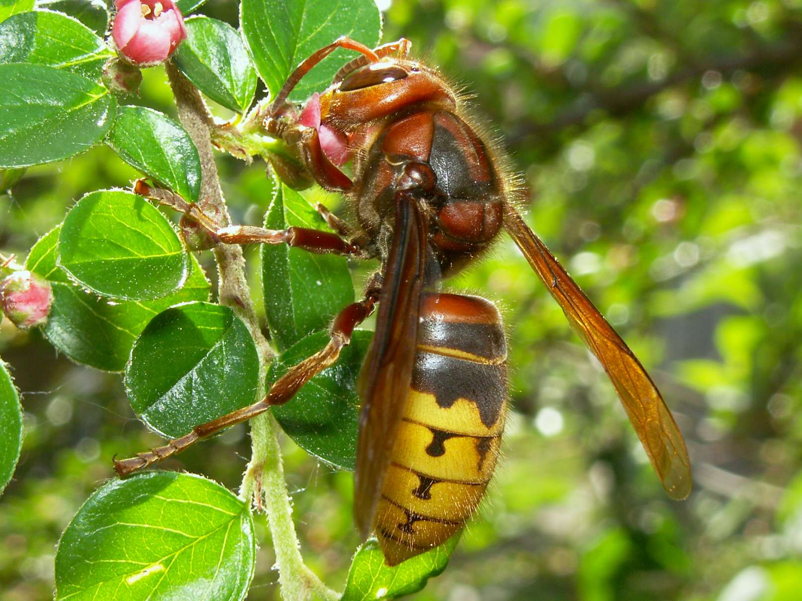Gedehams (Vespa crabro)