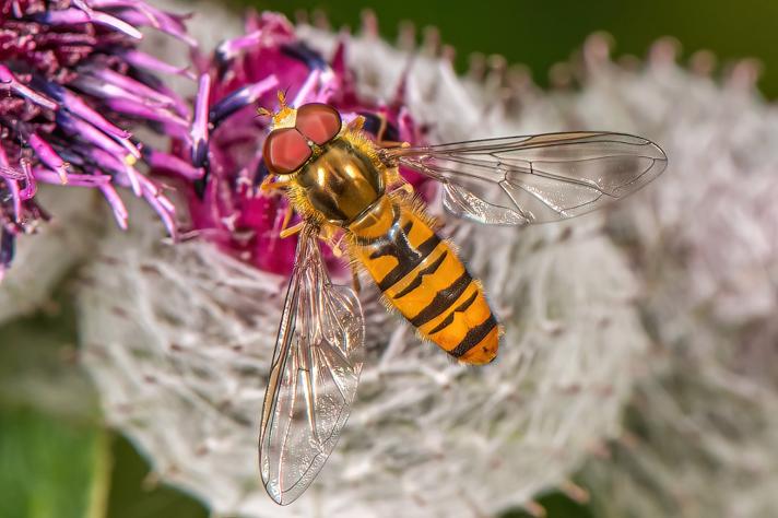 Svirreflue (Syrphidae)