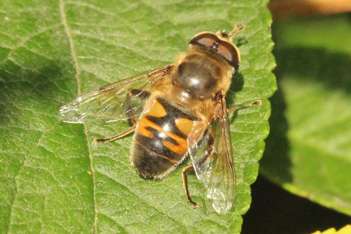 Droneflue (Eristalis tenax)