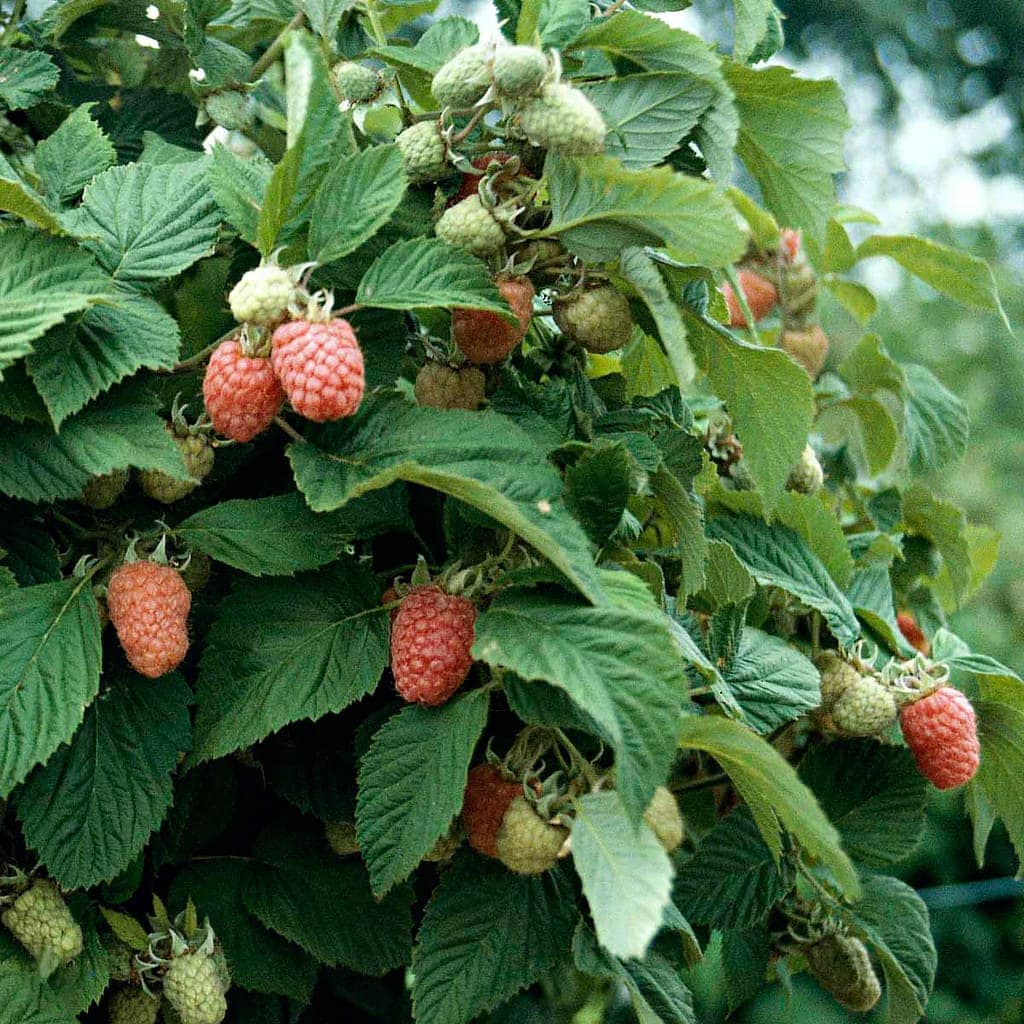 Hindbær i blomst (Rubus idaeus)