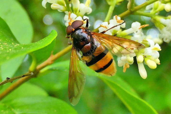 Humle-svirreflue (Volucella bombylans)