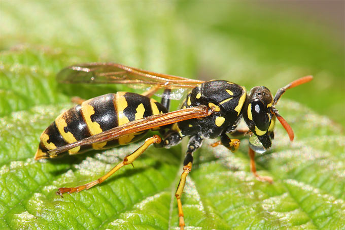 Papirhveps (Polistes sp.)