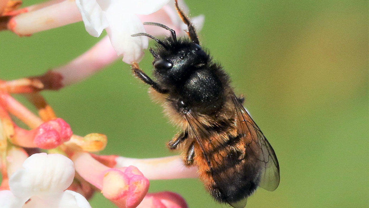 Rød murerbi (Osmia bicornis)