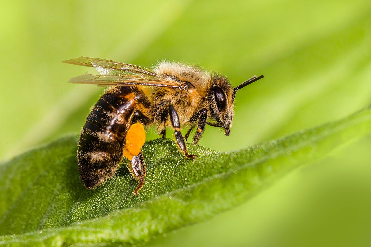 Vestlig honningbi (Apis mellifera)